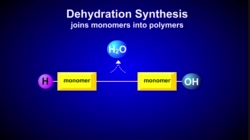 SBI4U U1 L04-1 - Hydrolysis and Dehydration Synthesis